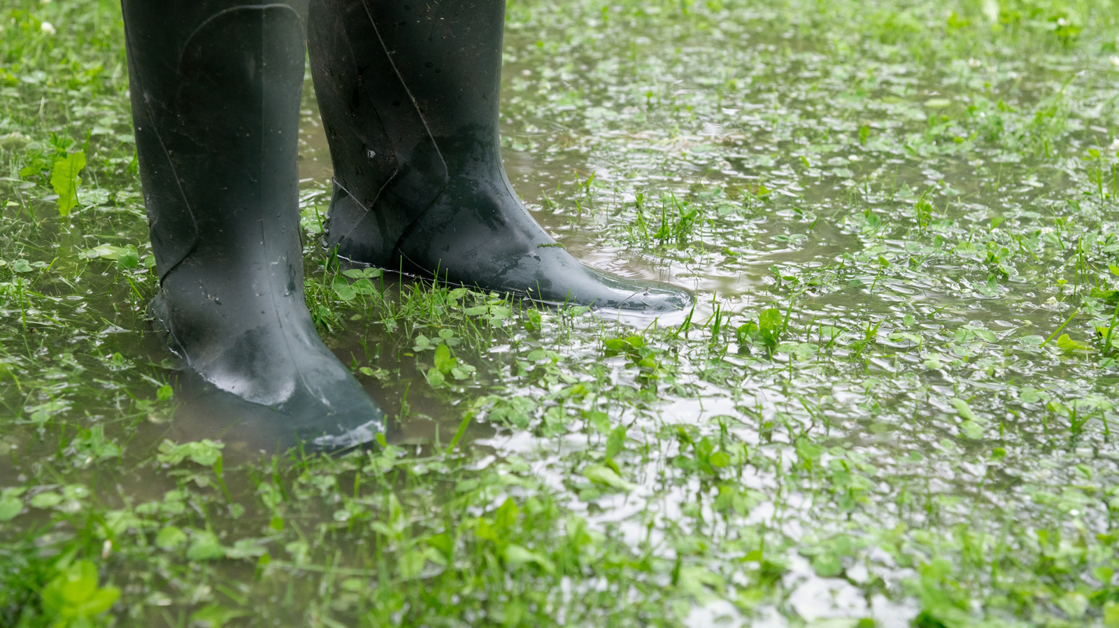 5-reasons-why-your-backyard-is-flooding-(&-how-to-prevent-it)