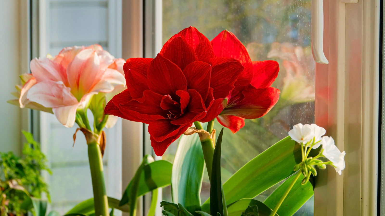 the-watering-error-that’s-causing-your-amaryllis-plant-to-struggle