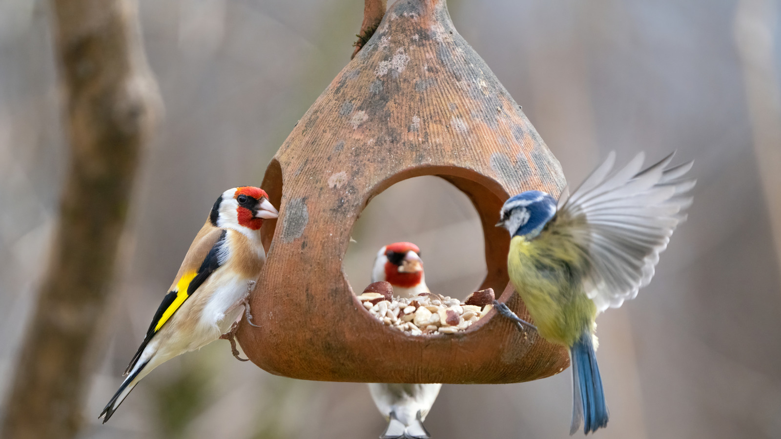 attract-birds-in-the-winter-with-a-natural-feeder-they’ll-love