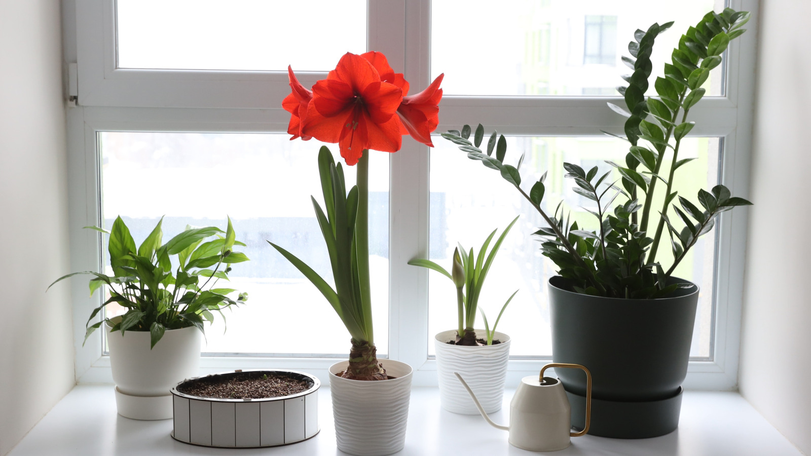 Bring Amaryllis Flowers Indoors for Pretty Blossoms