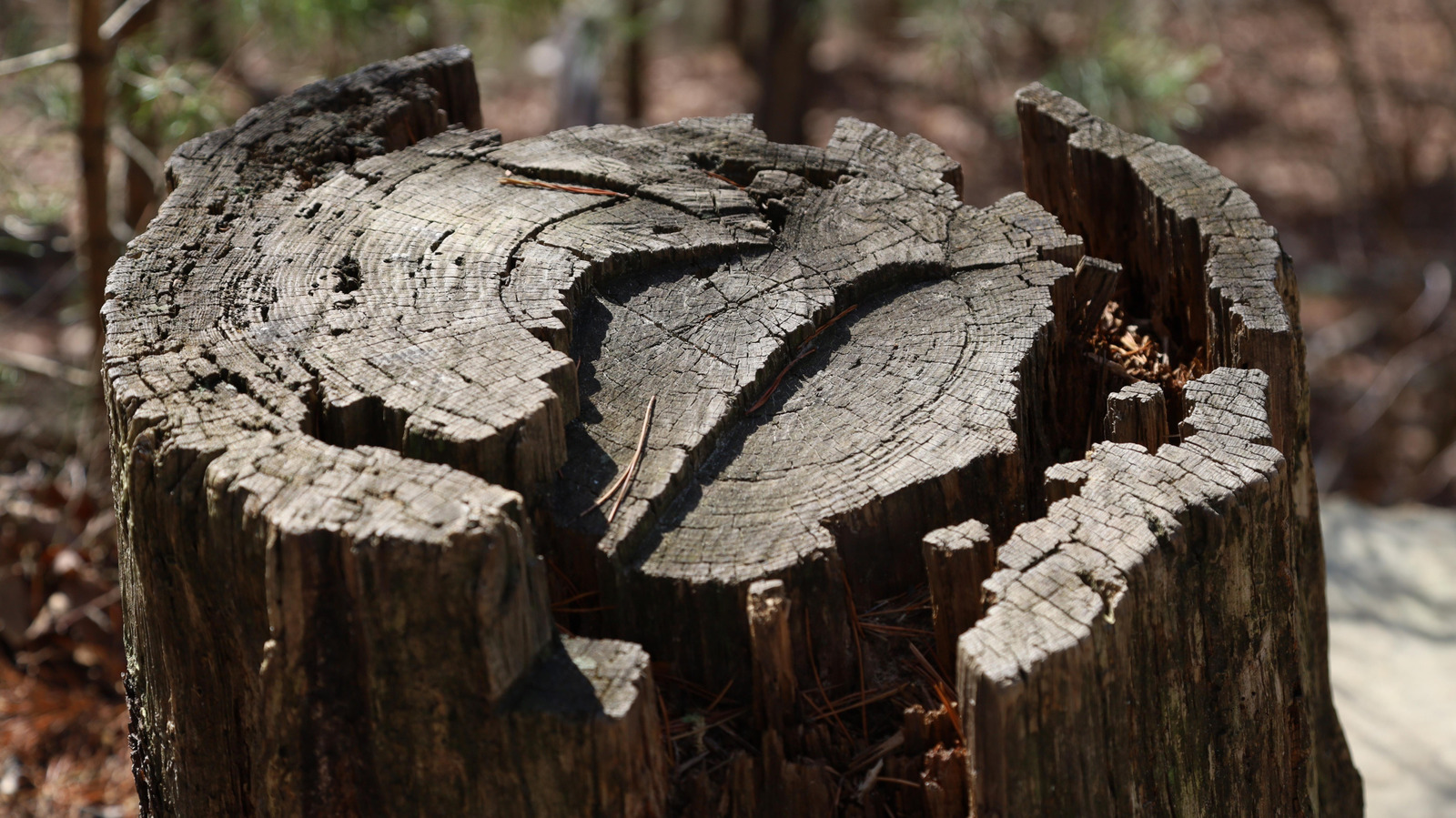 10-ways-to-hide-the-eyesore-of-a-tree-stump-(without-removing-it)