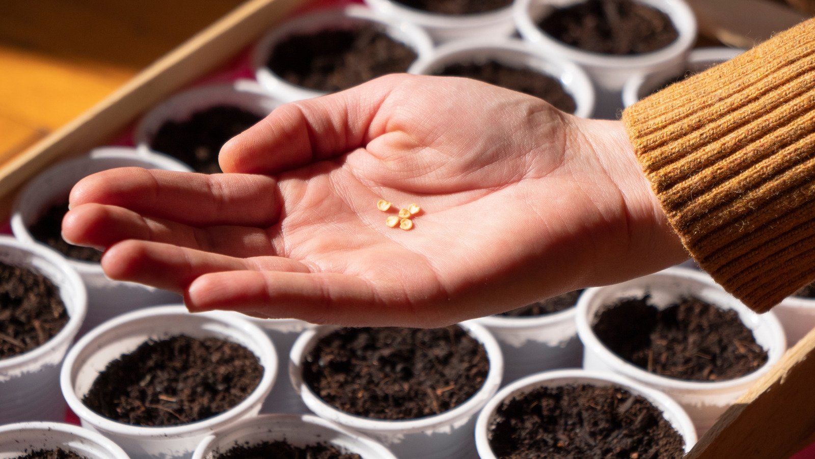 Grow Your Own Plants: Start Indoors Now for Best Results
