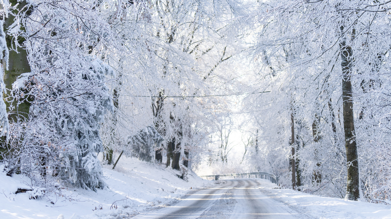 How Winter Weather Affects Trees and What to Expect