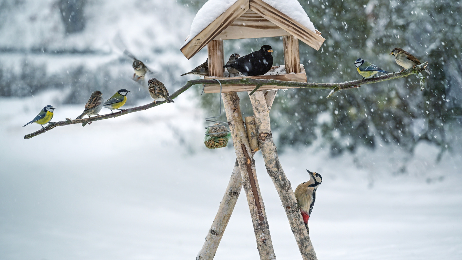 13-winter-bird-feeding-tips-to-keep-them-happy-all-season-long