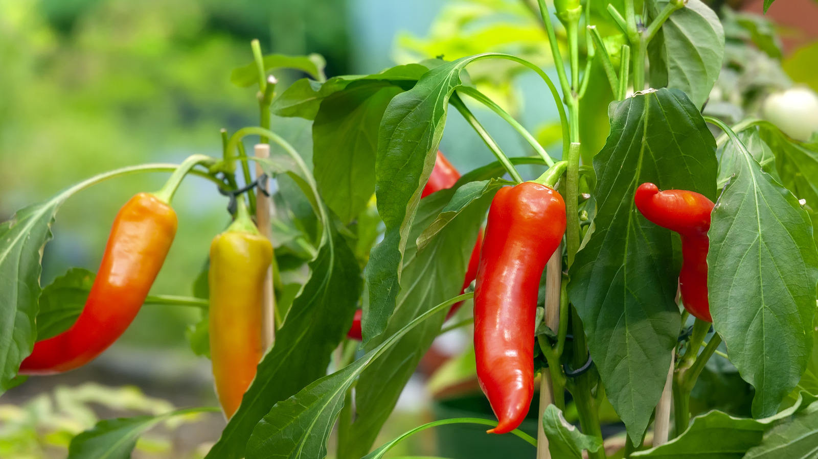 the-little-known-tip-that-will-help-pepper-plants-thrive