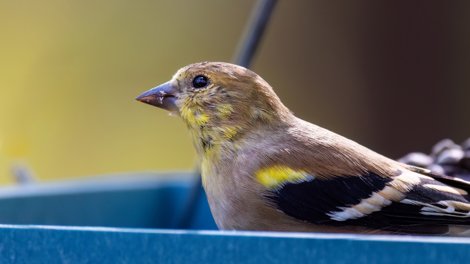 attract-birds-with-a-foraging-tray-you-can-diy-from-a-shoe-box