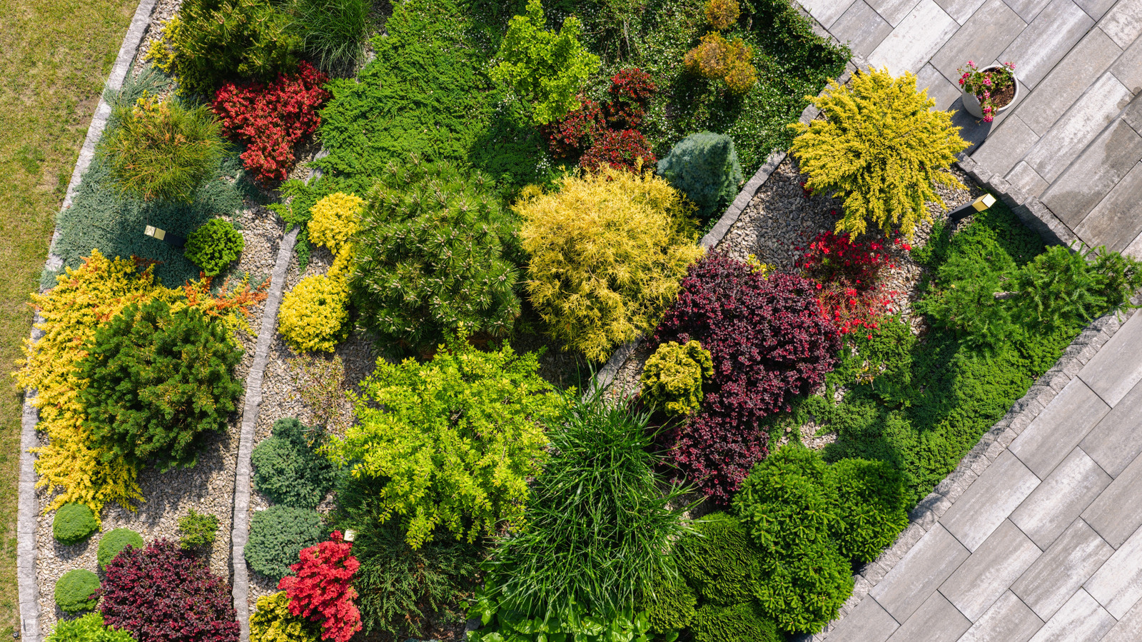 the-green-and-gold-ground-cover-that’ll-thrive-in-your-sunny-garden
