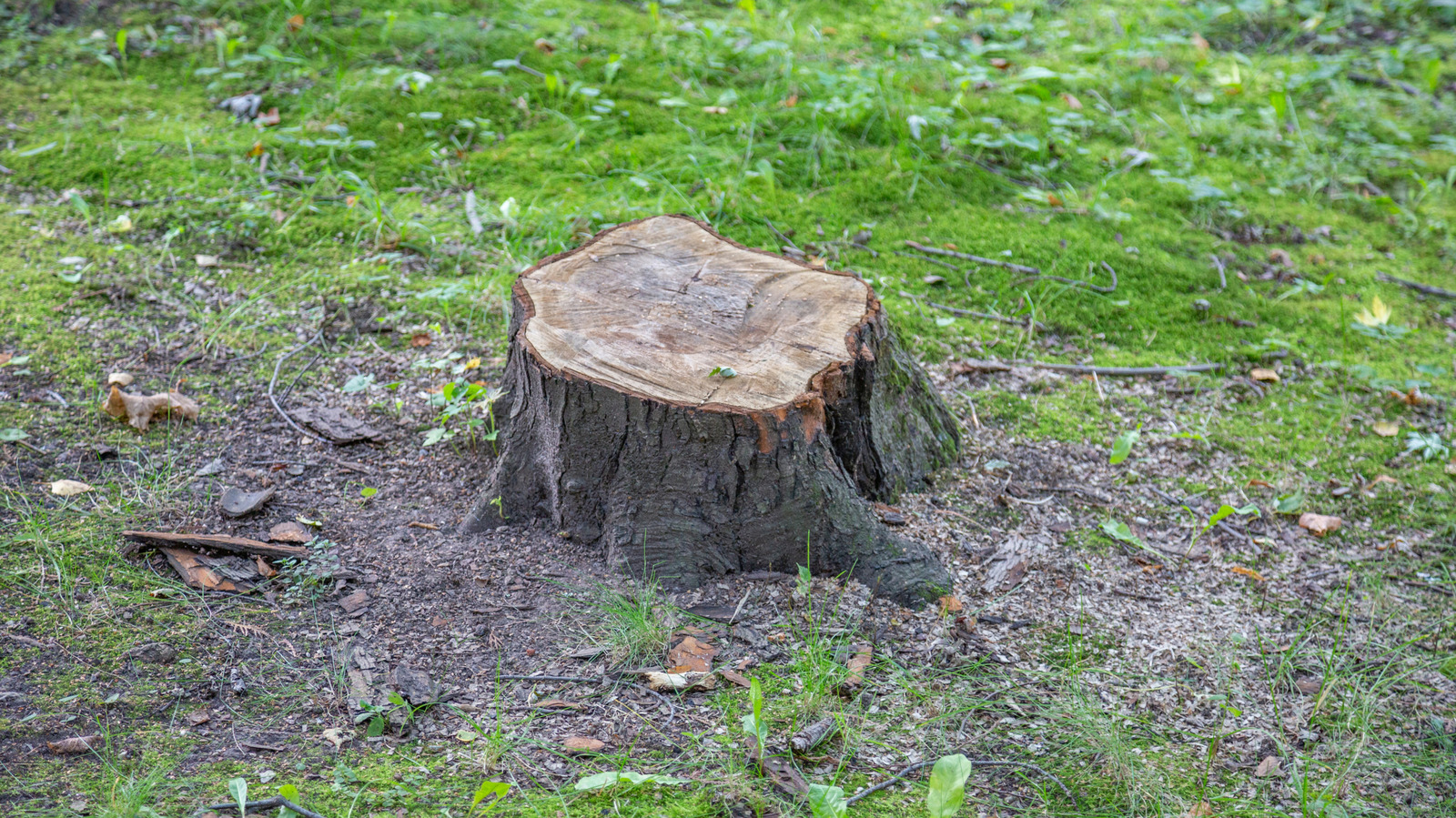 how-to-use-mulch-to-make-tree-stump-removal-even-easier