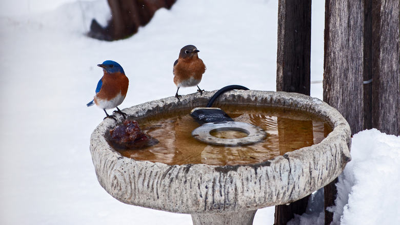 Two bluebirds sitting on a heated bird bath that is full in the snow