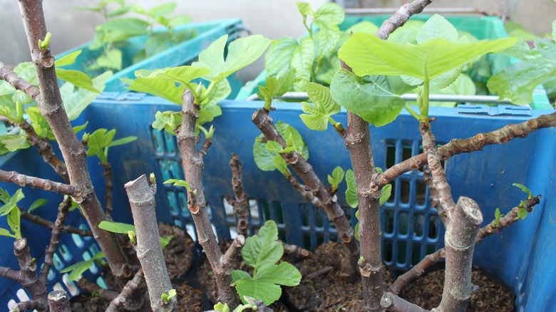Fig branches being propagated