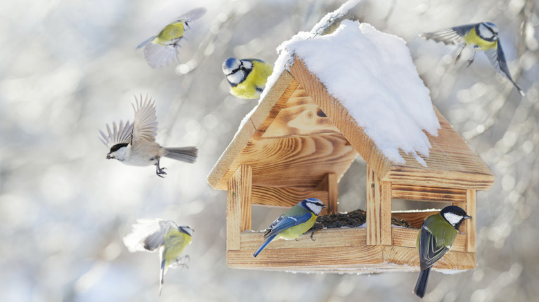 Birds getting food from a feeder