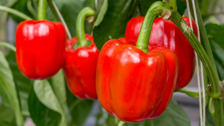 Red peppers growing in garden