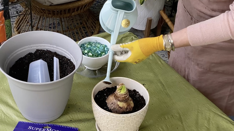 An indoor gardener waters a newly planted amaryllis bulb with a small plastic watering can.