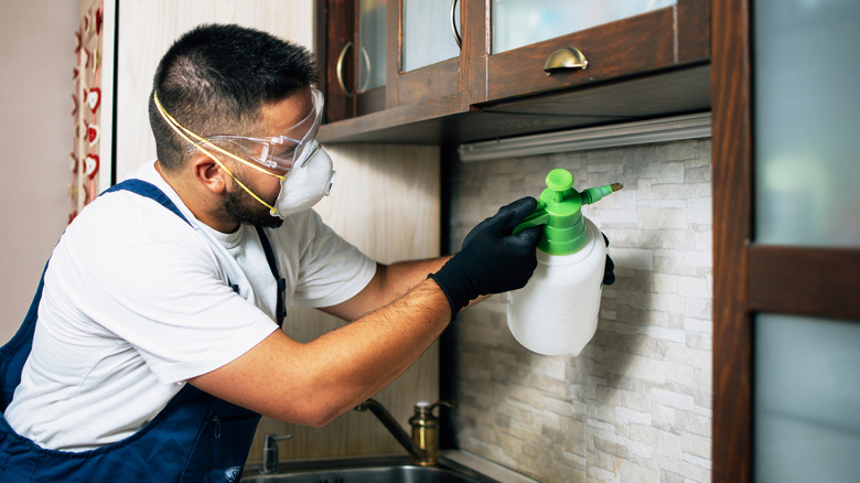 Person wearing face mask and gloves spraying kitchen for termites.