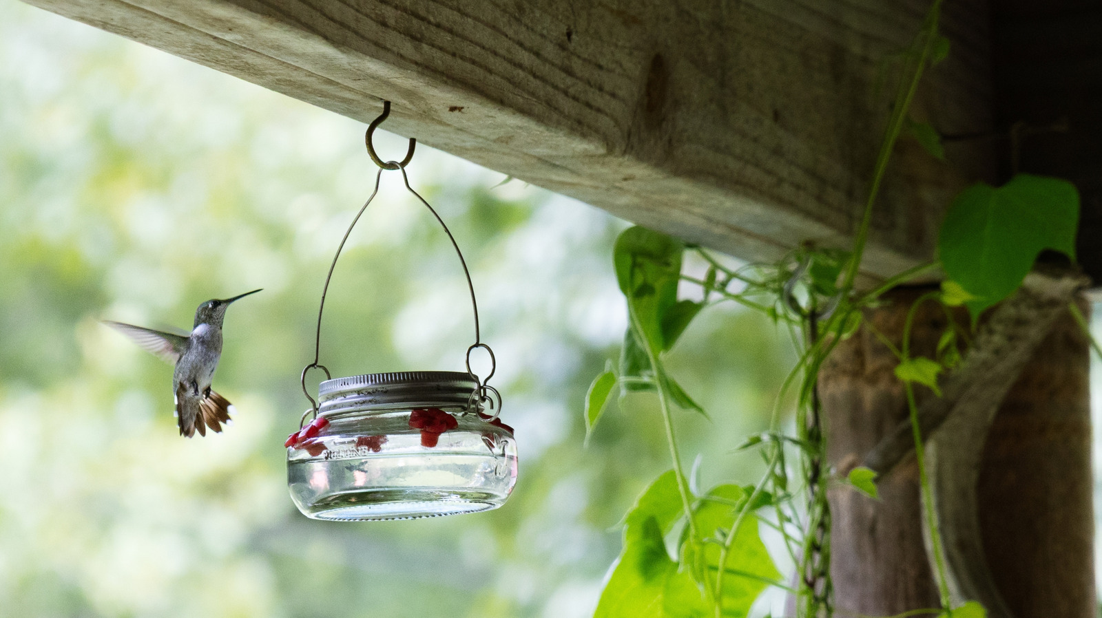 this-is-the-best-time-of-day-to-see-hummingbirds-flocking-to-your-feeder
