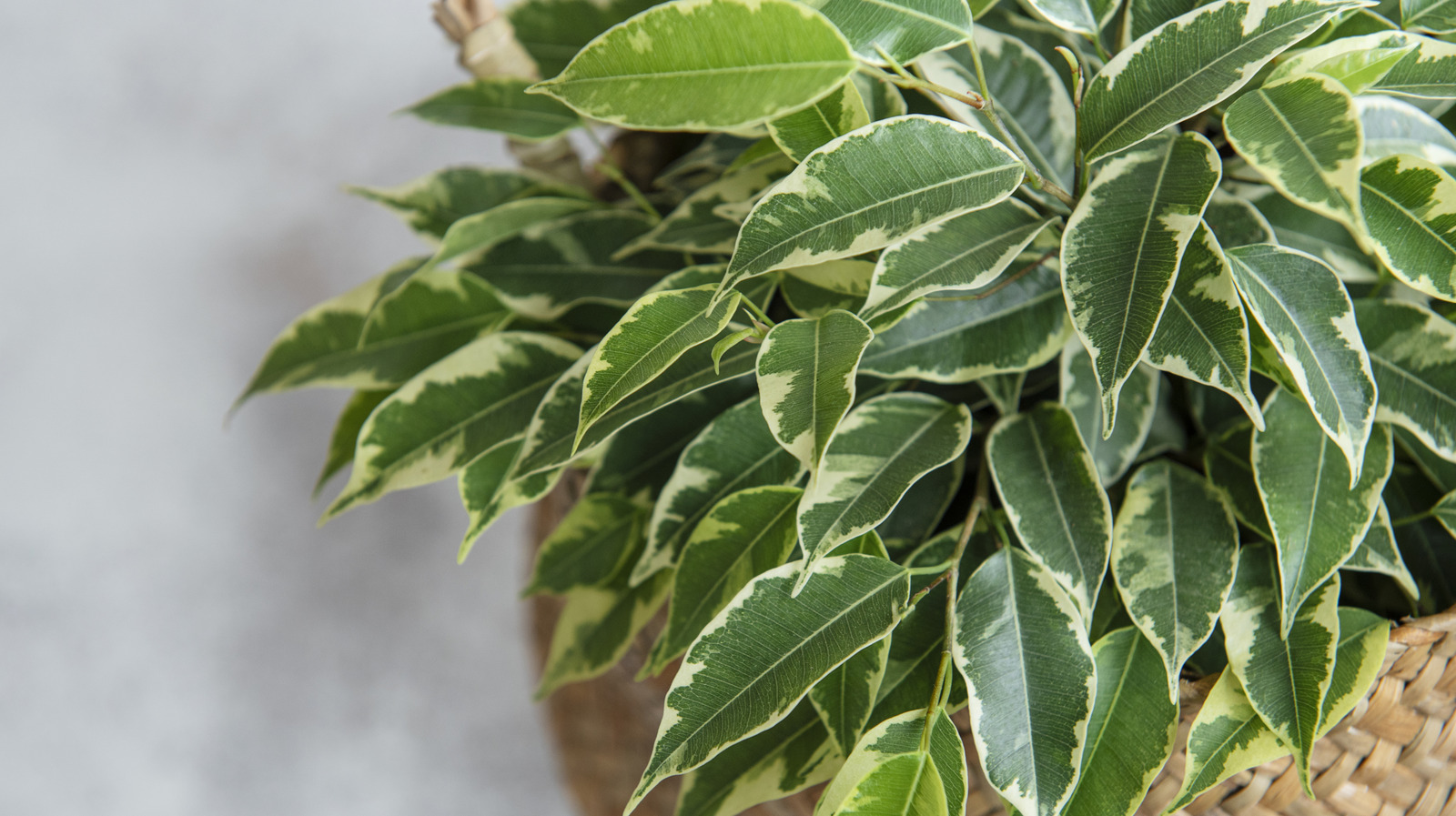 for-an-indoor-ficus-plant-that-thrives,-avoid-this-part-of-your-home