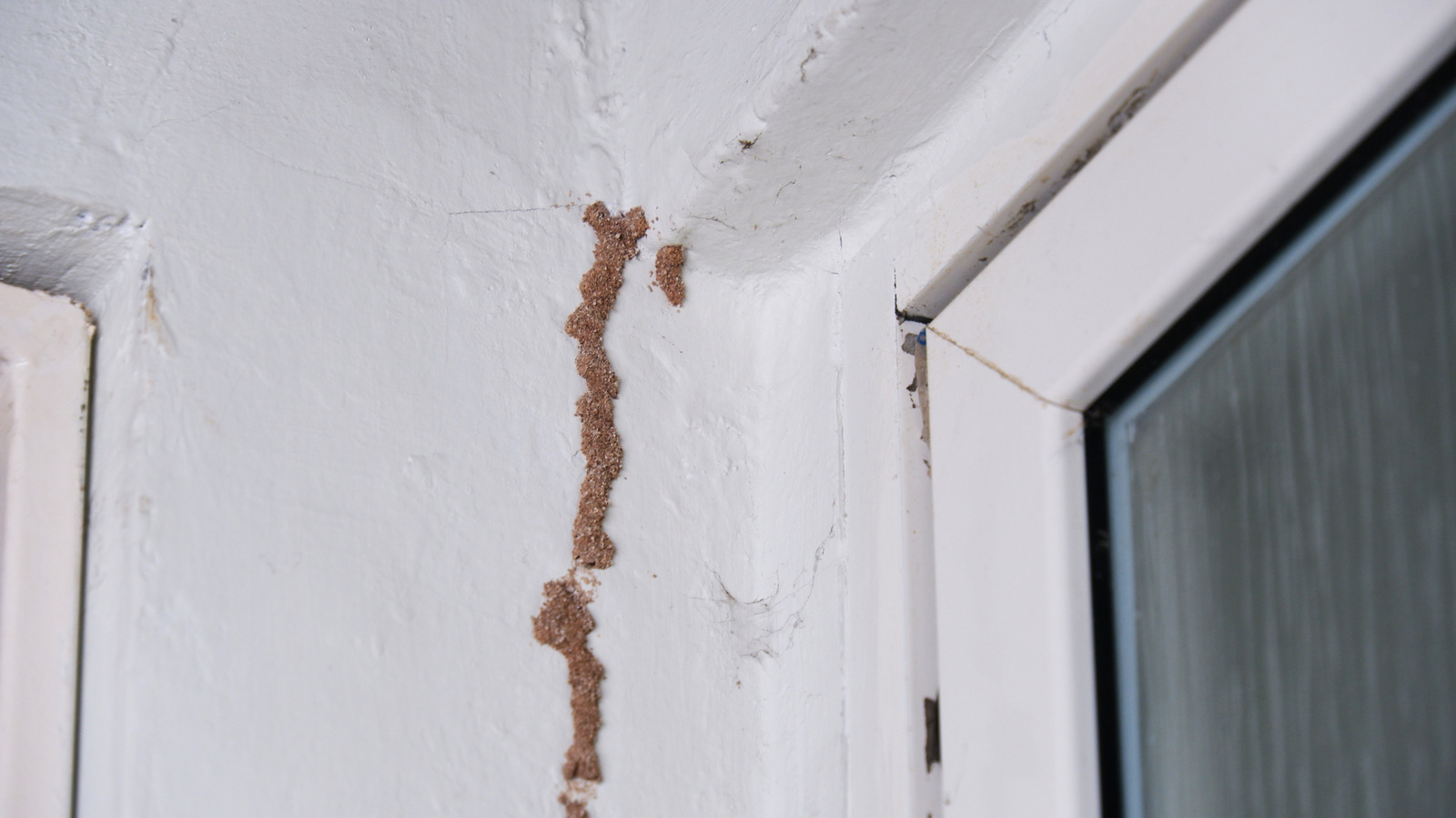 say-goodbye-to-termites:-here’s-the-most-effective-treatment-option-to-consider