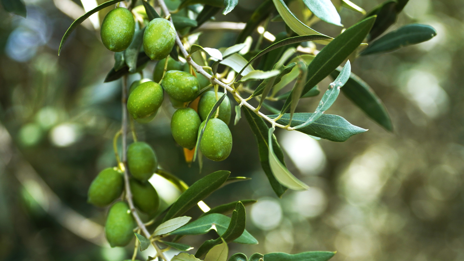 the-popular-costco-olive-tree-dupe-you-can-score-on-amazon-for-a-lower-price