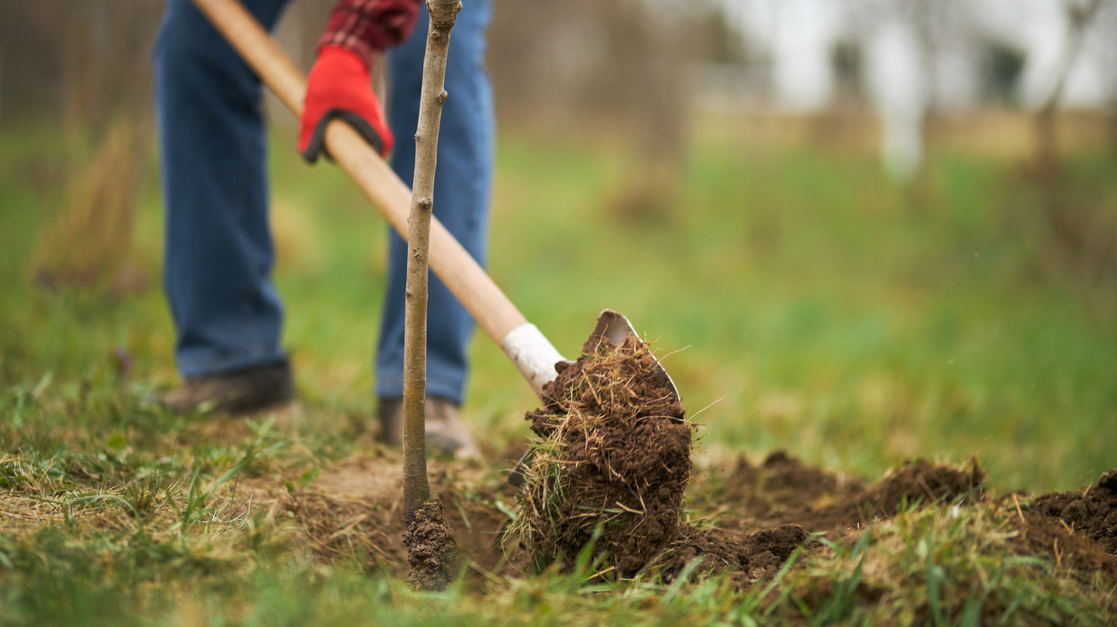 17-best-perennials-you-should-be-planting-in-february