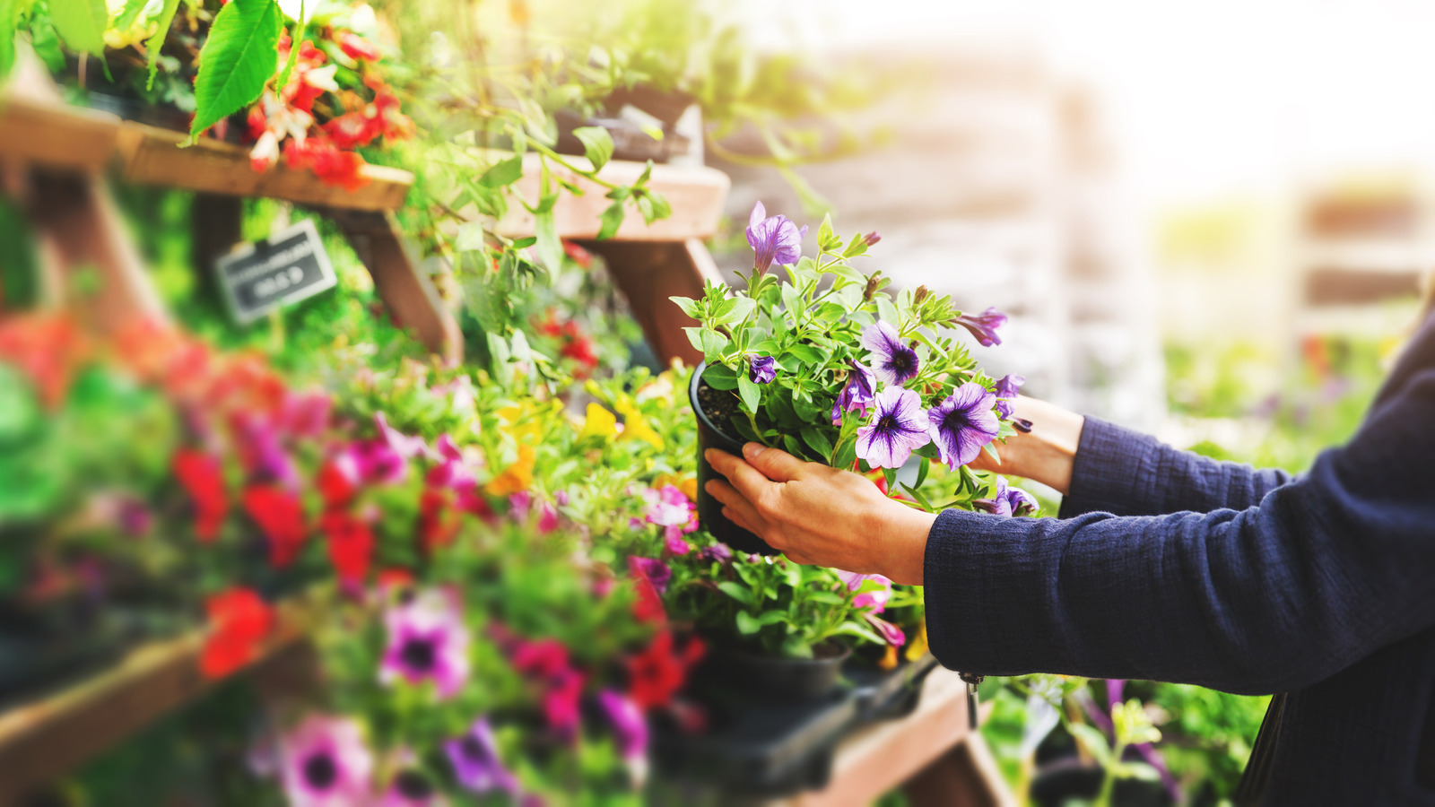 nursery-vs-garden-center:-which-one-better-suits-your-gardening-needs?