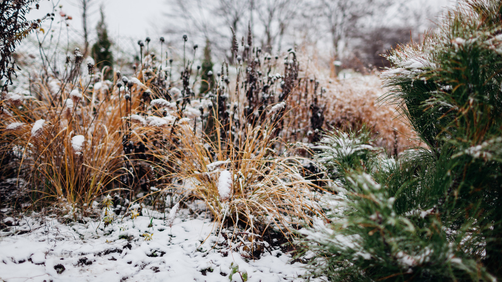 the-sneaky-weed-to-look-for-&-remove-in-winter-for-a-cleaner-backyard