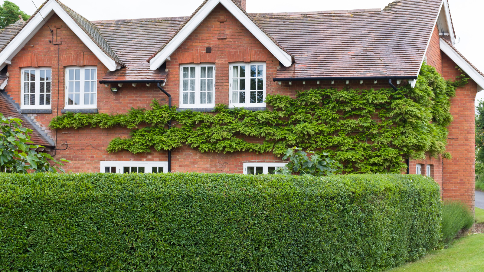 the-compact-boxwood-alternative-that-is-much-more-heat-tolerant