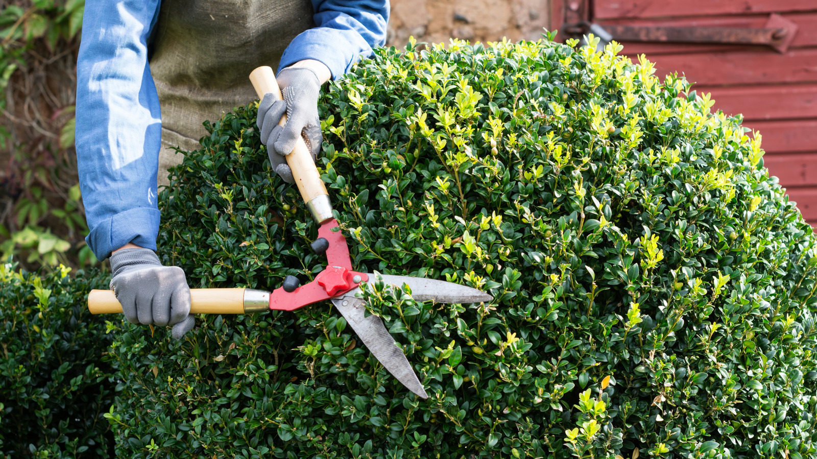 prune-boxwood-shrubs-in-february-for-healthier-foliage-that-you-can-shape