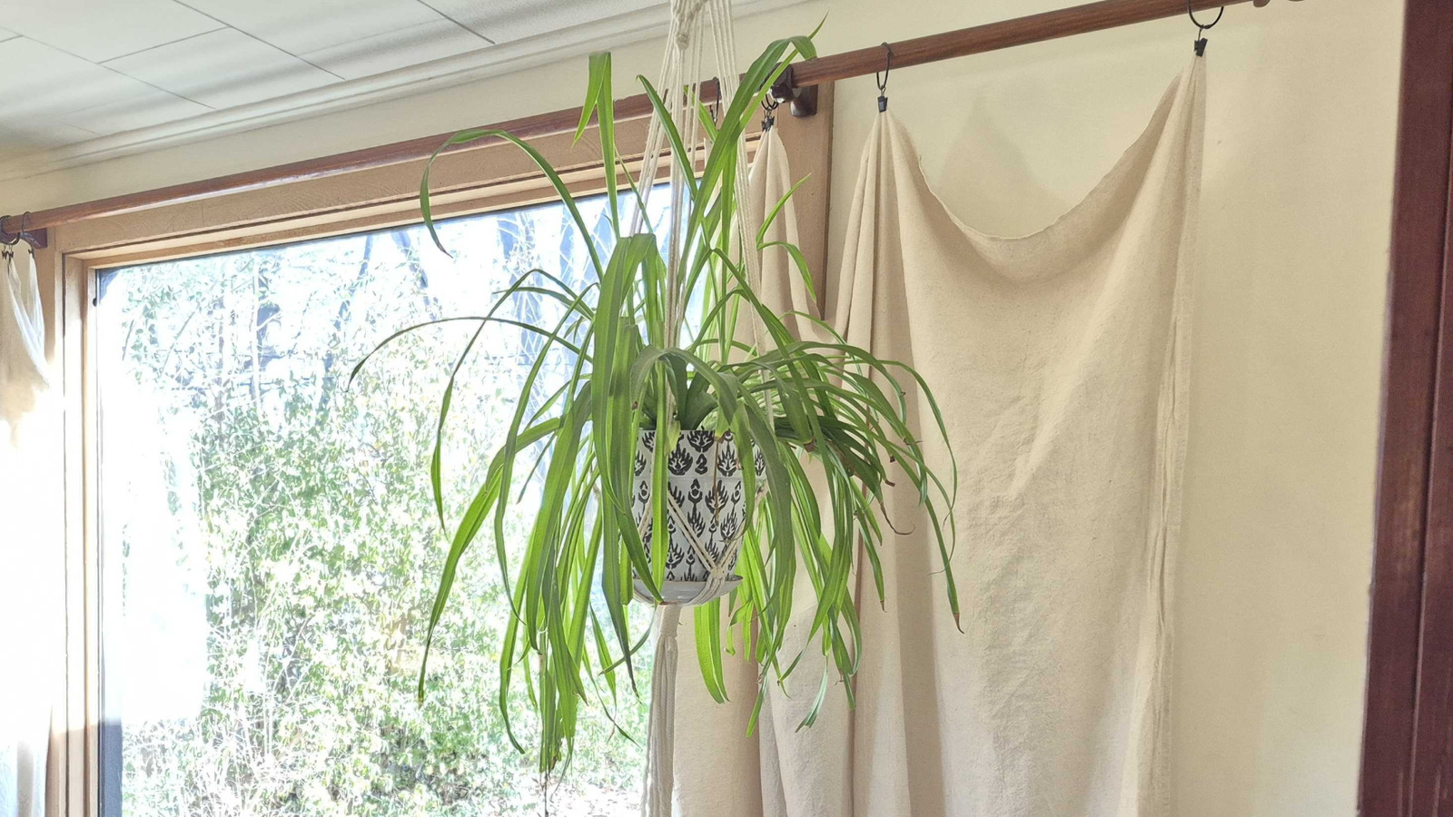 Give Your Spider Plant a Fresh Start to Thrive All Year