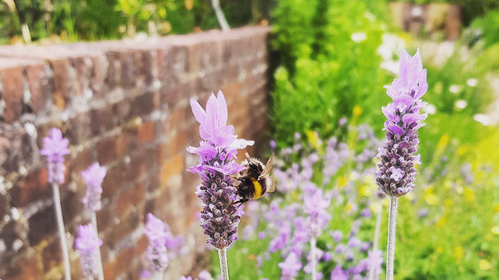 bring-more-pollinators-to-your-garden-by-growing-these-herbs-with-lavender