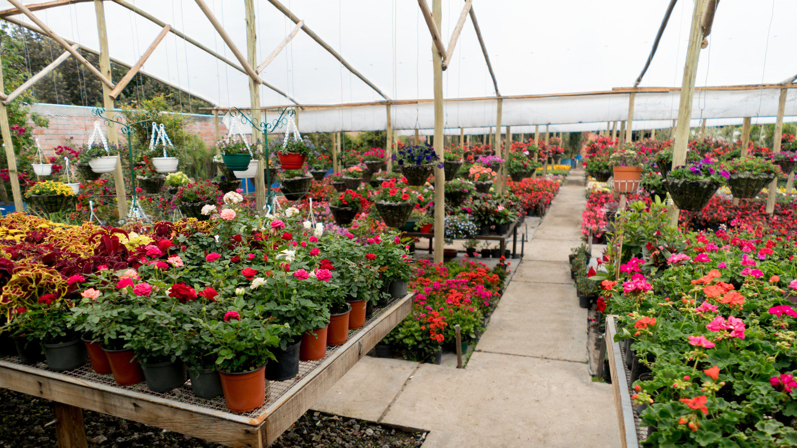 how-to-give-your-struggling-nursery-clearance-plant-a-breath-of-new-life