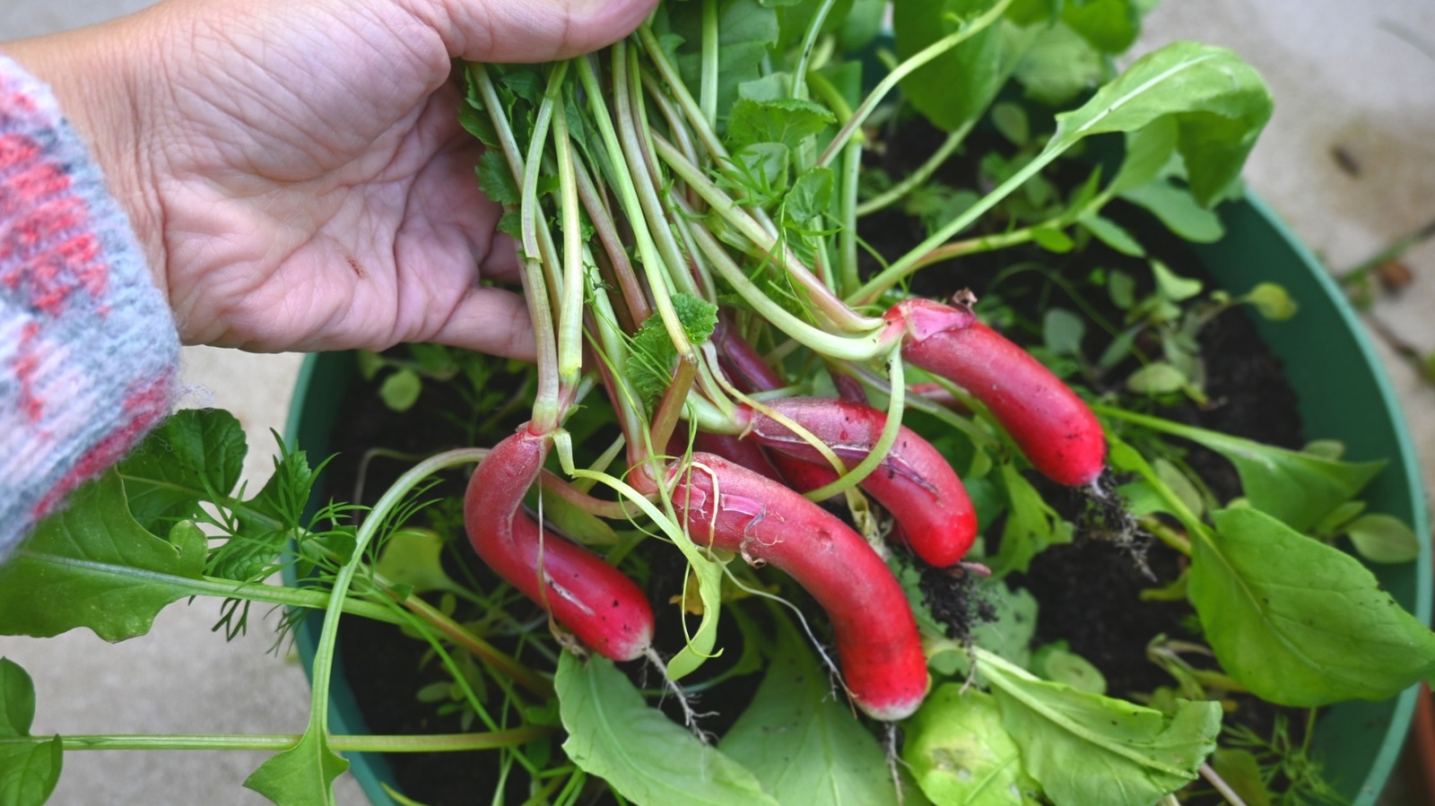 how-to-grow-radishes-in-pots-for-a-nutritious-harvest-that-takes-no-time