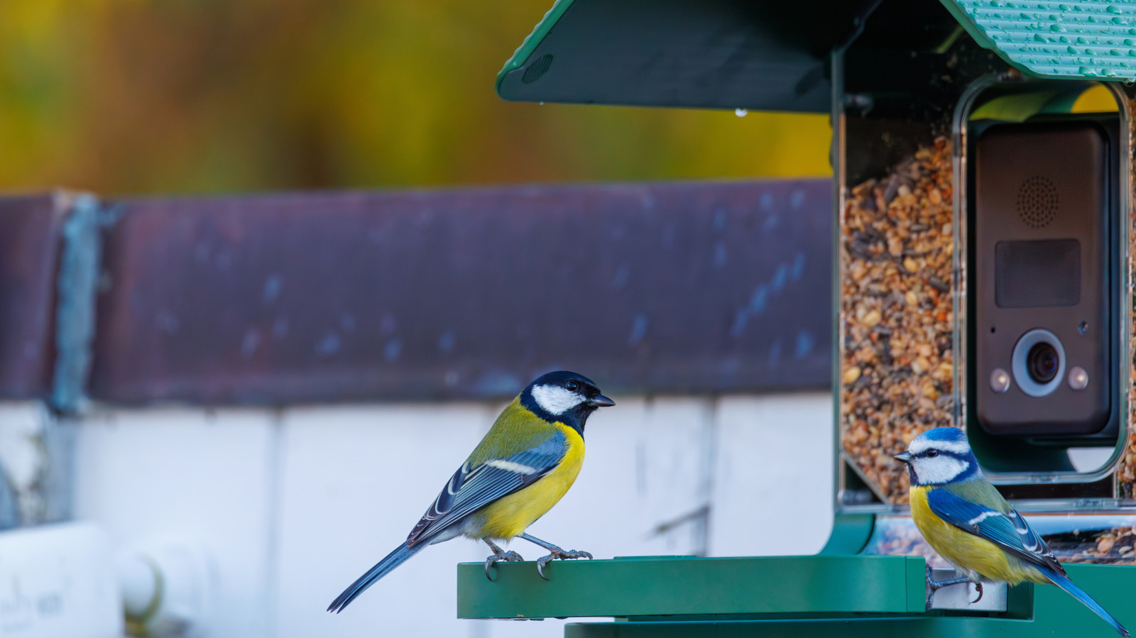 8-best-bird-feeder-cameras,-according-to-customer-reviews