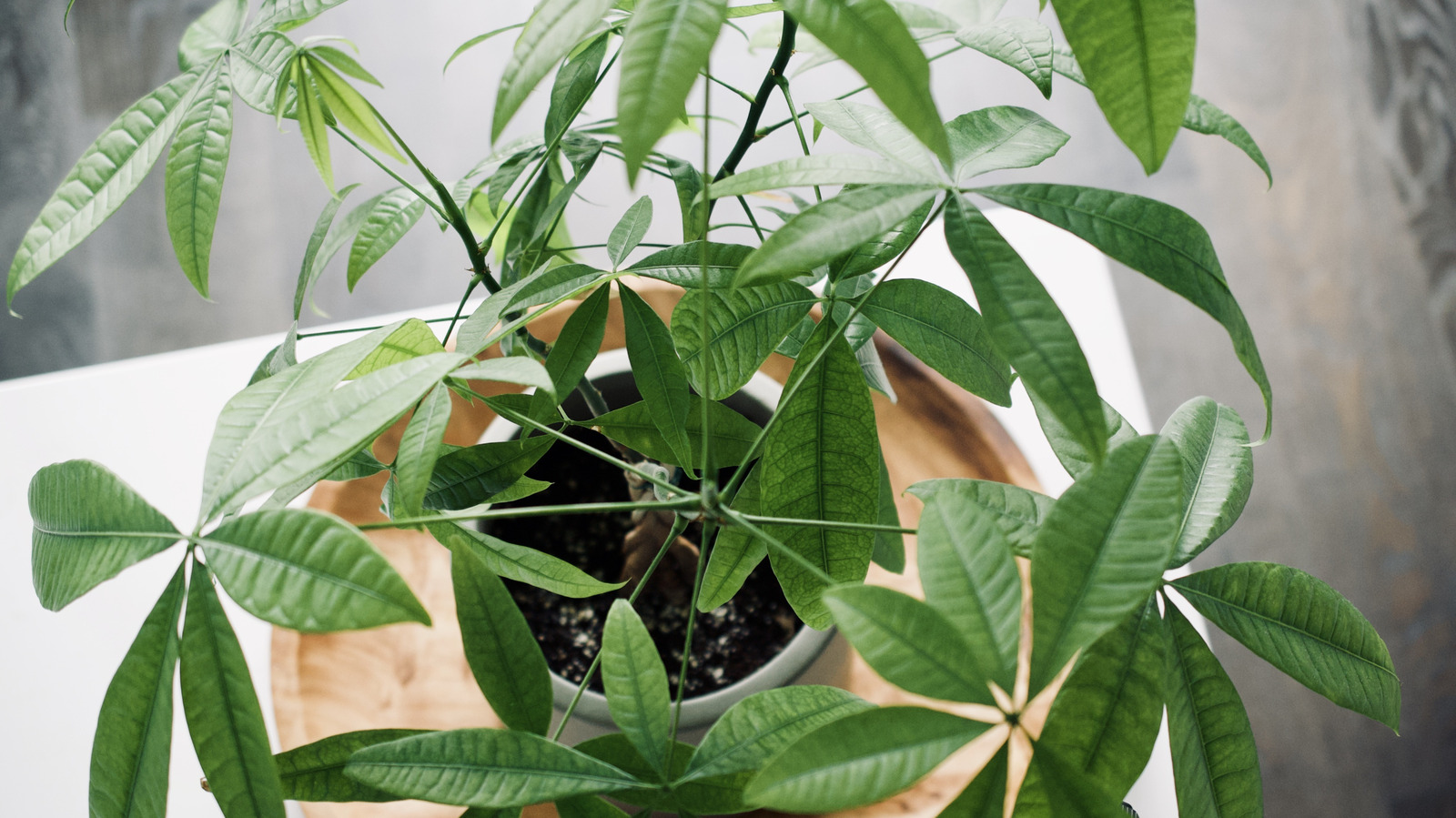 common-money-tree-pruning-errors-that-could-be-stressing-your-plant