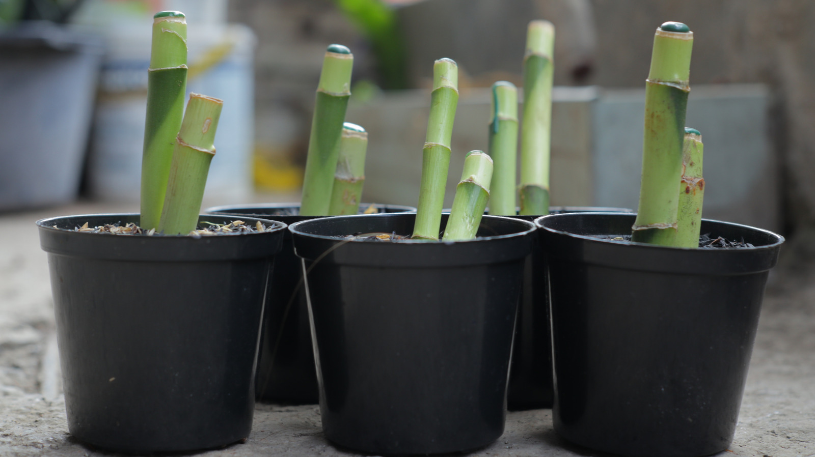 add-more-lucky-bamboo-plants-to-your-garden-with-these-easy-propagation-methods