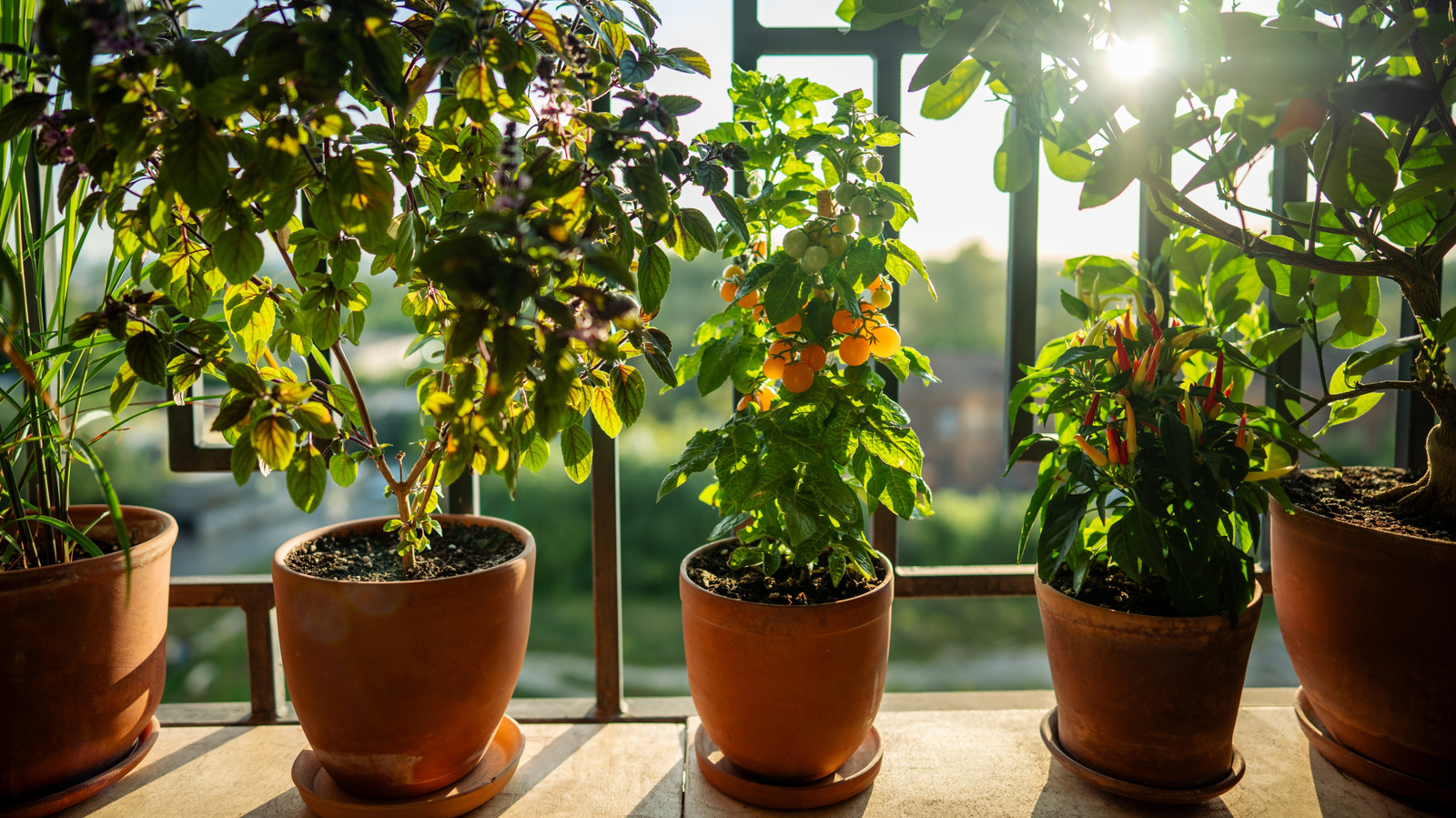 11-dwarf-citrus-tree-types-that-flourish-when-grown-in-a-pot