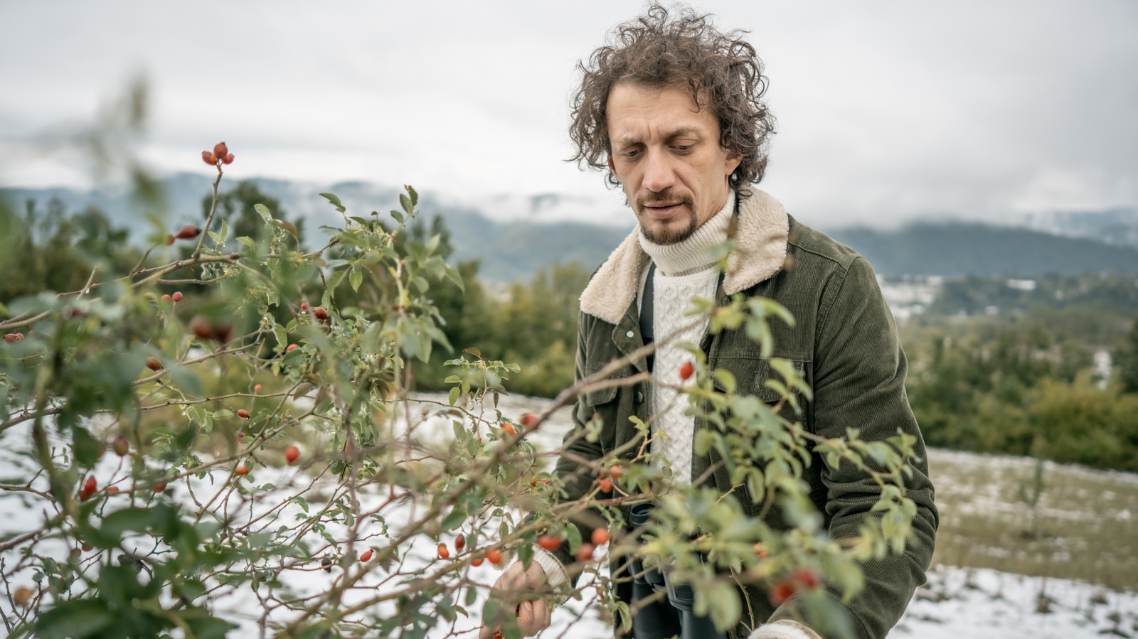 10-berry-bushes-you-can-start-from-cuttings-in-winter