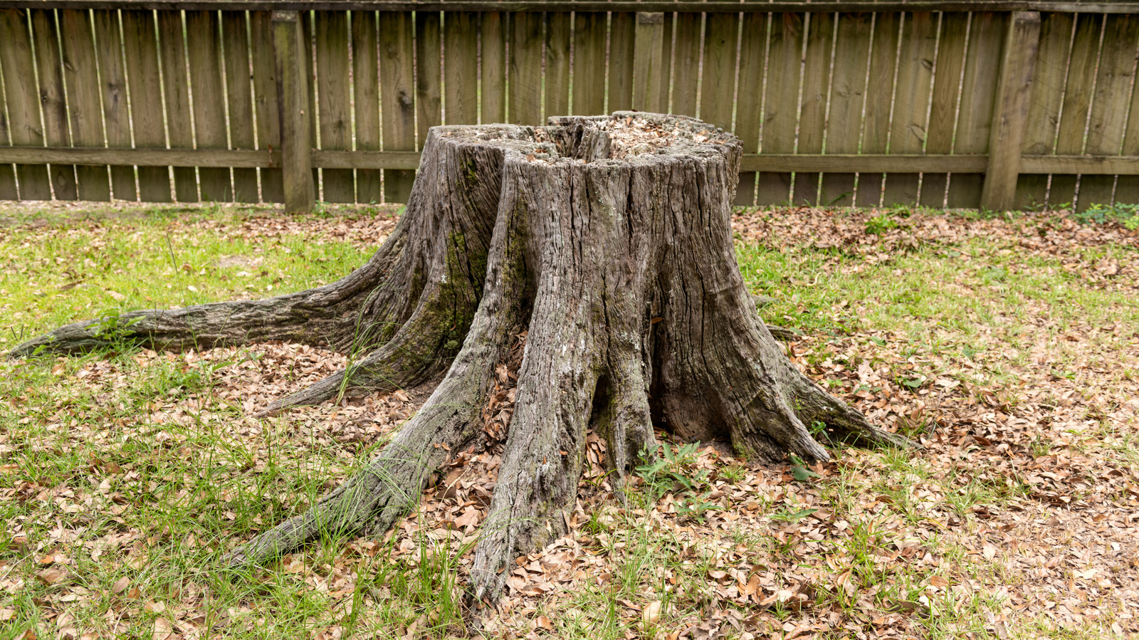 the-tree-stump-removal-trick-that-may-be-doing-more-harm-than-good