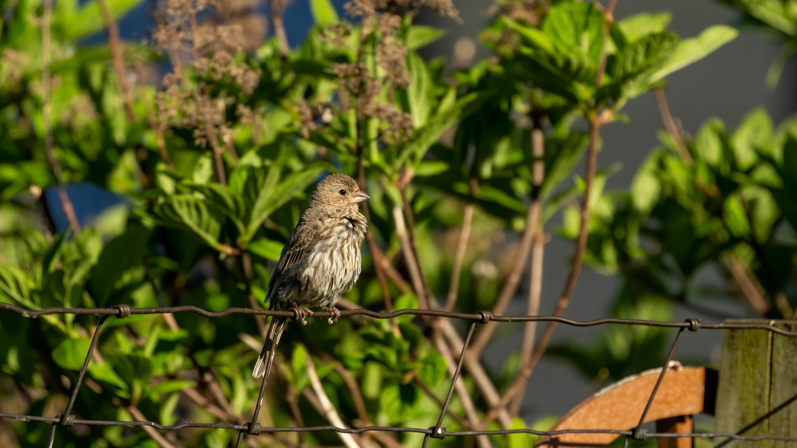 8-leftover-scrap-foods-you-can-use-to-make-natural-bird-feeders