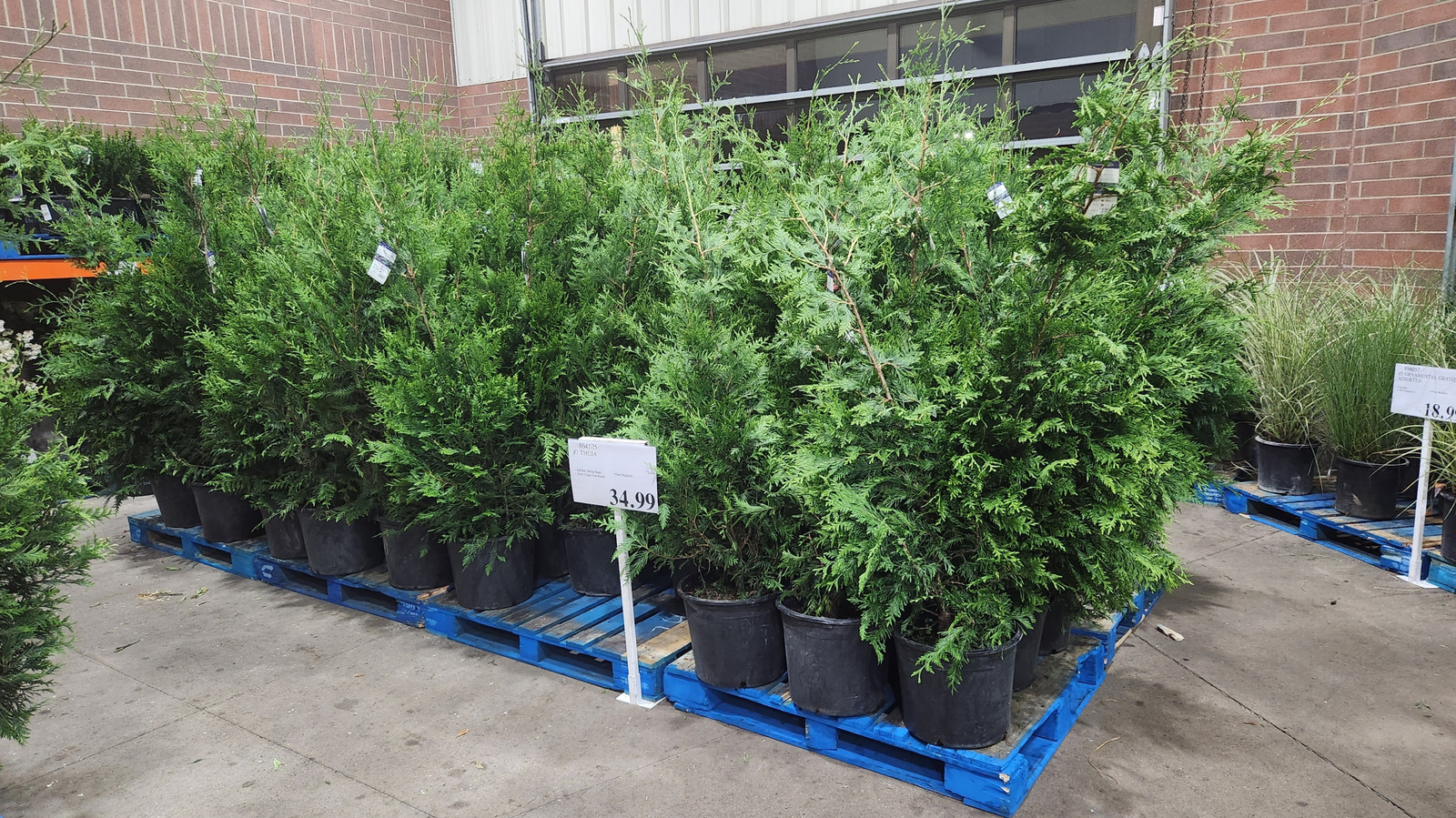 Get Your Spring Garden Blooming with Costco’s Plants, Seeds & Bulbs