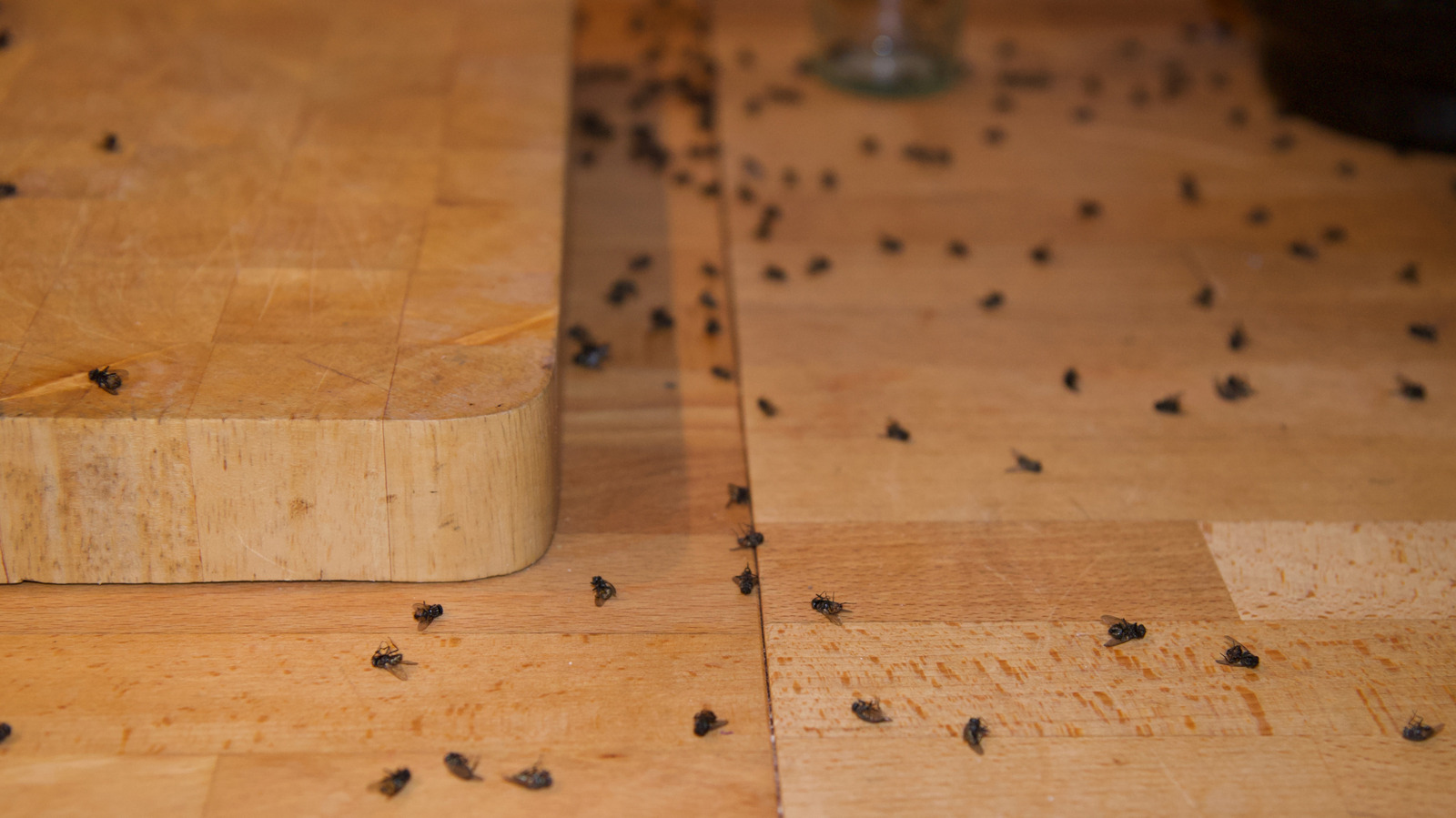 keep-finding-dead-flies-in-your-home?-here’s-what-you-can-do