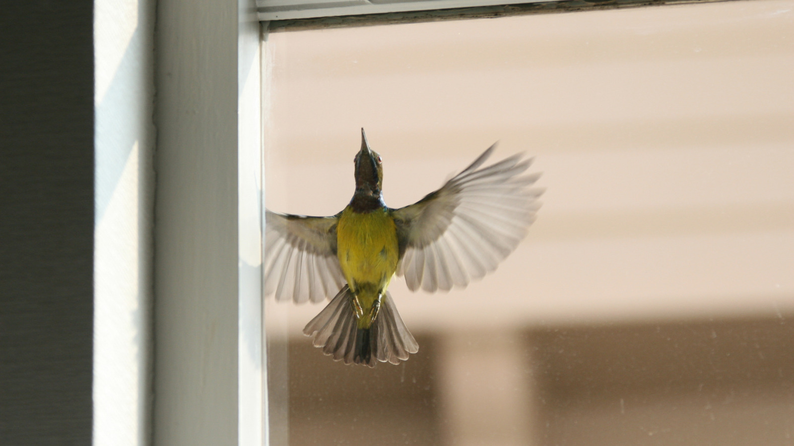 important-steps-to-take-if-a-bird-flies-into-your-window