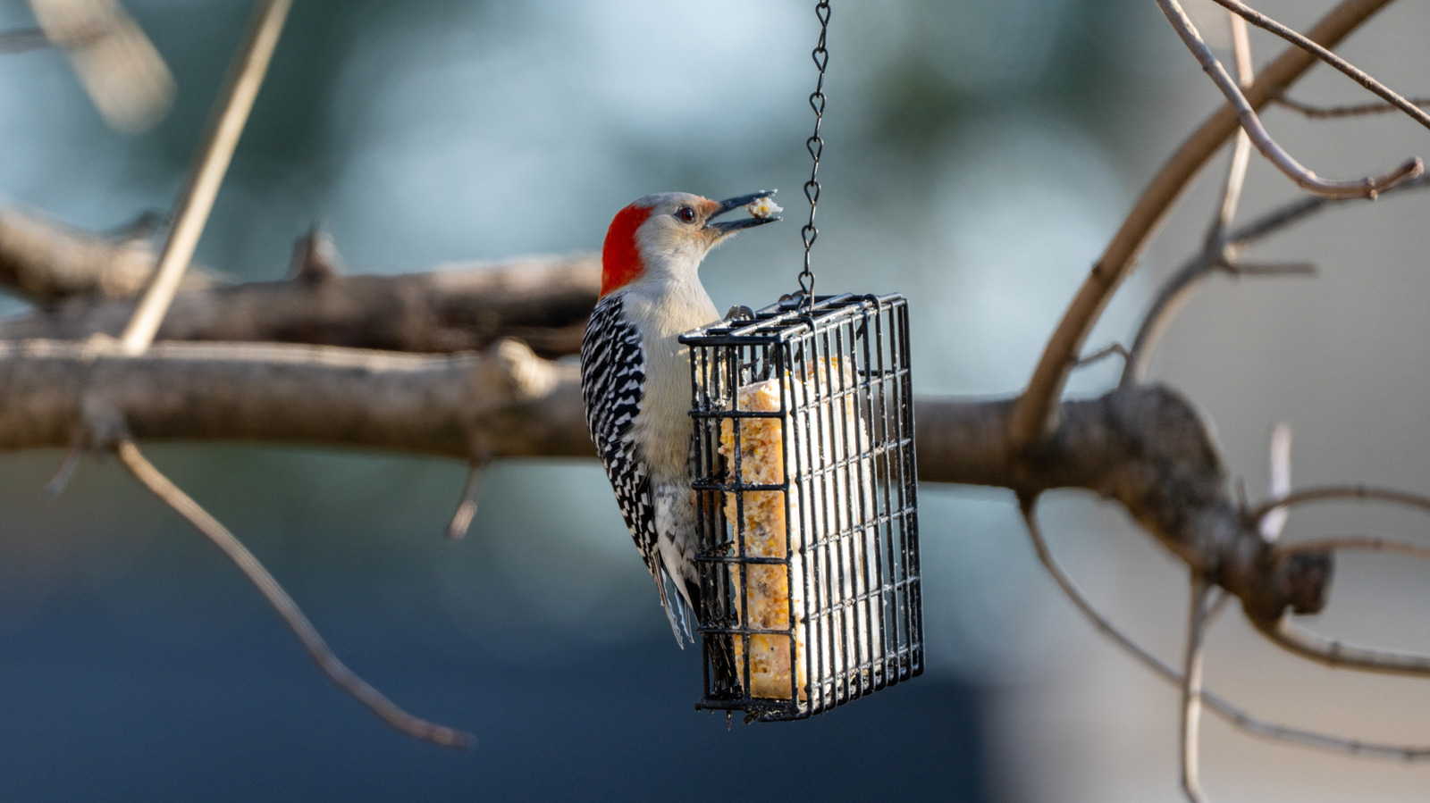 Attract Birds to Your Yard with This Homemade Treat