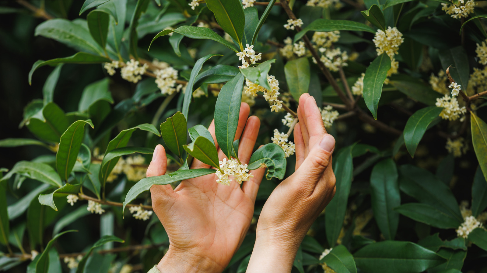 12-plants-helen-keller-loved-having-in-her-sensory-garden-(and-how-to-create-your-own-version