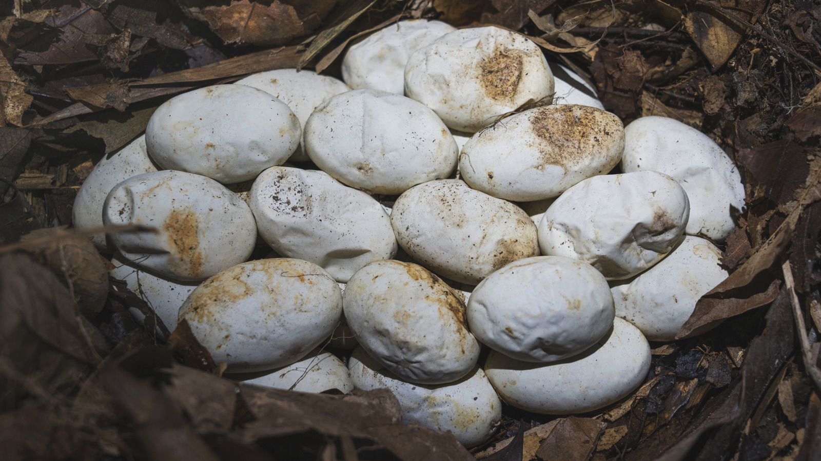 what-to-do-if-you-find-snake-eggs-in-your-yard