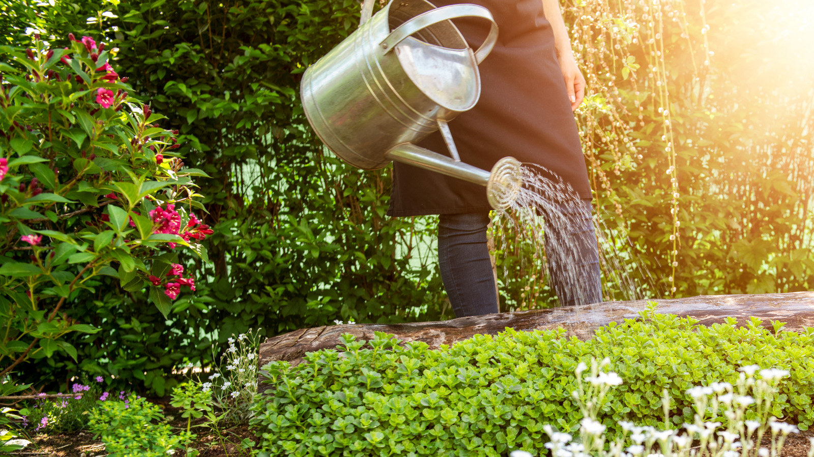 Effortless Ways to Keep Your Plants Happy and Hydrated