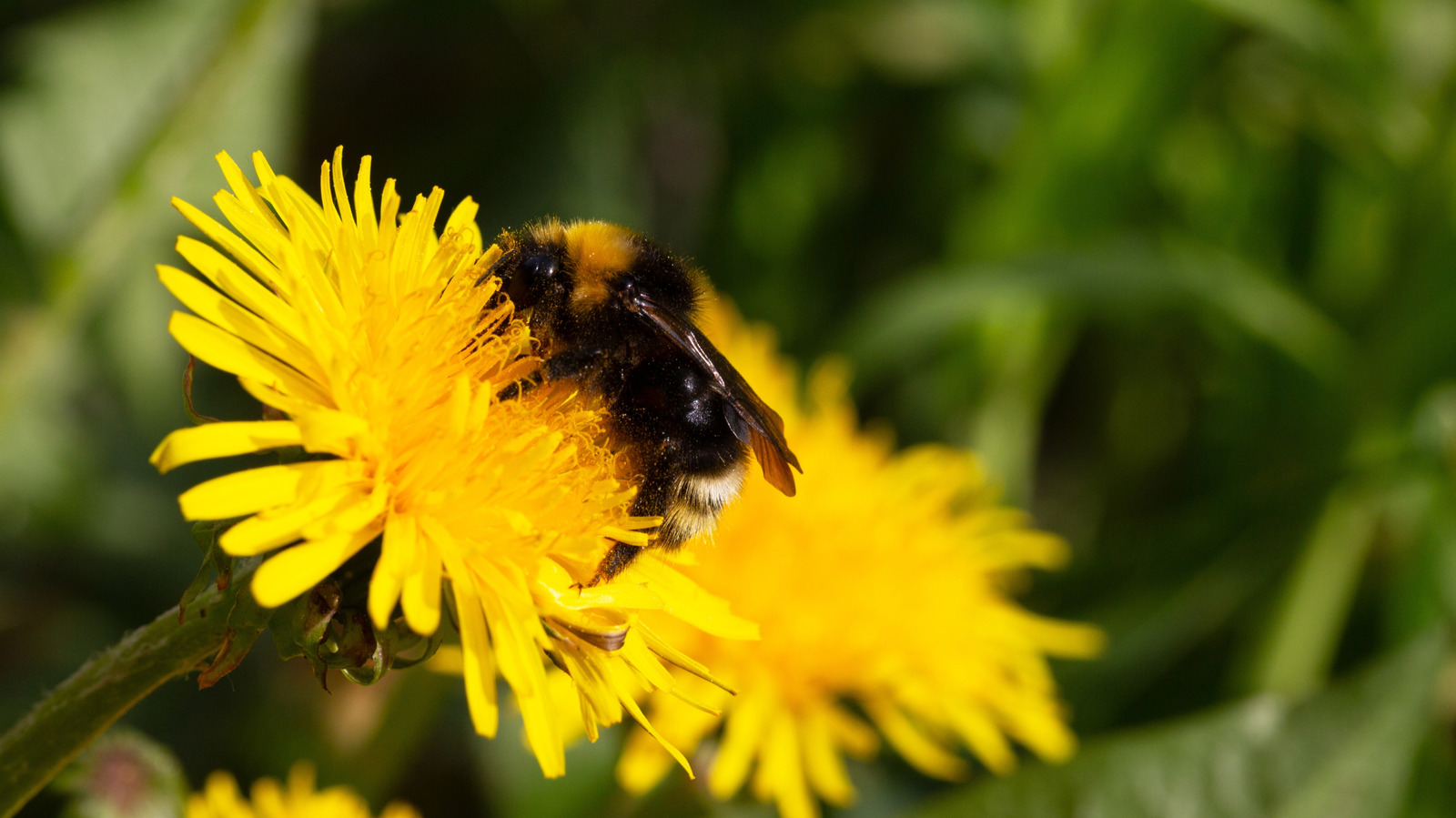 backyard-insects-&-birds-that-love-feeding-on-dandelions