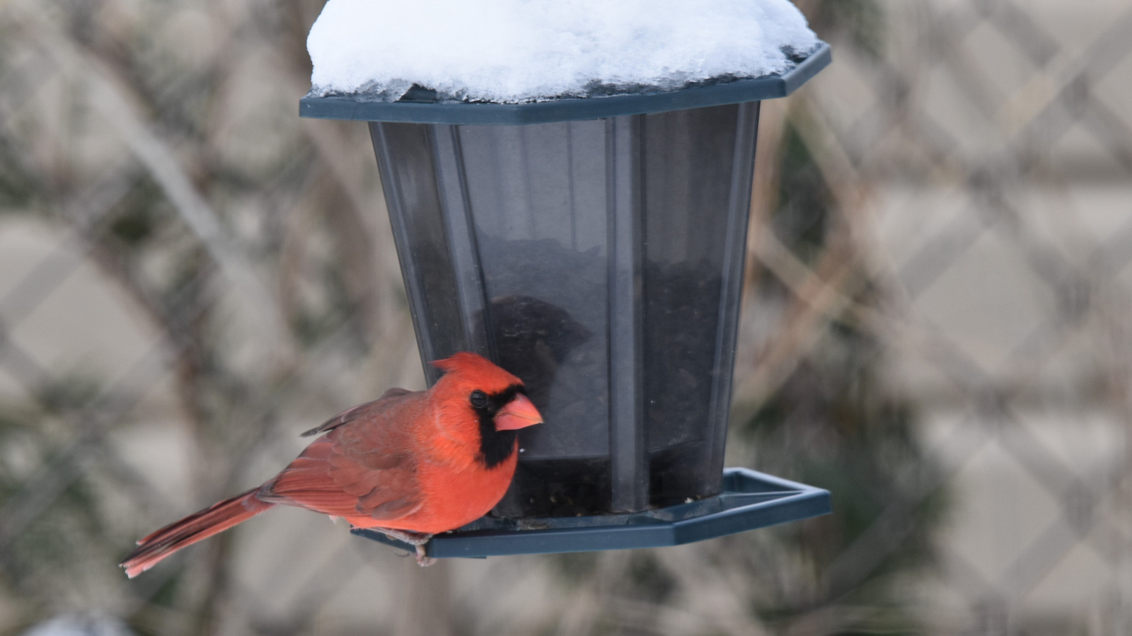 bird-feeder-materials-that-are-strongest-against-mold
