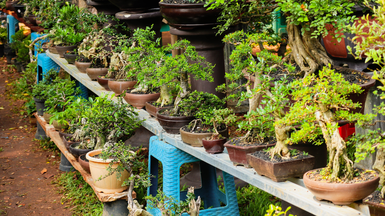 Interested in Growing Bonsai Trees? Here’s How to Pick the Best One to Start With
