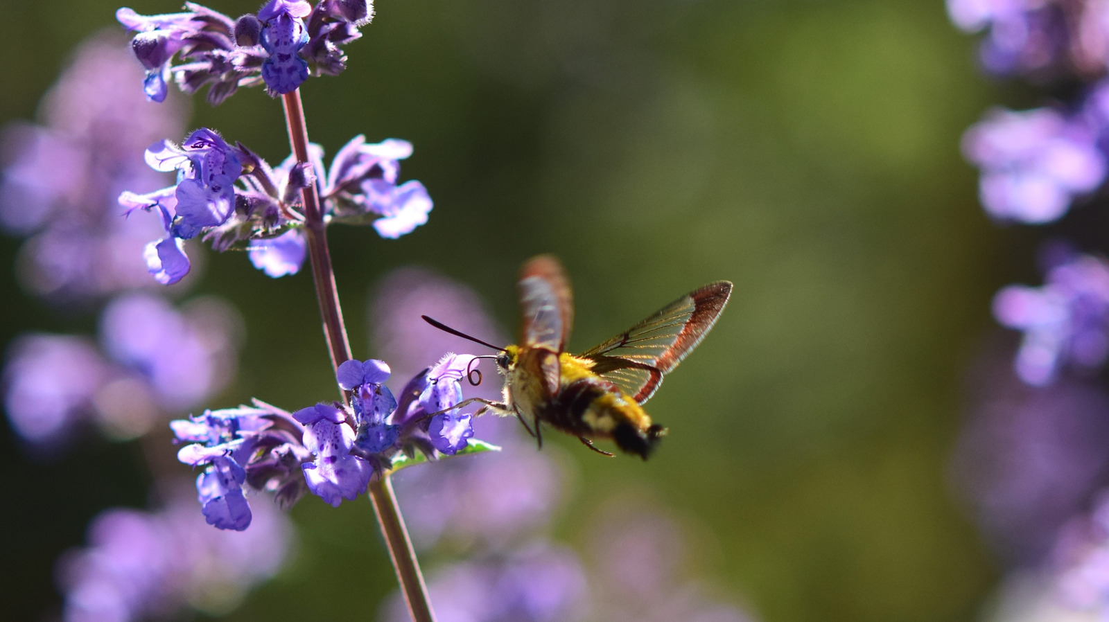 Grow These Herbs Next to Catmint to Attract More Pollinators