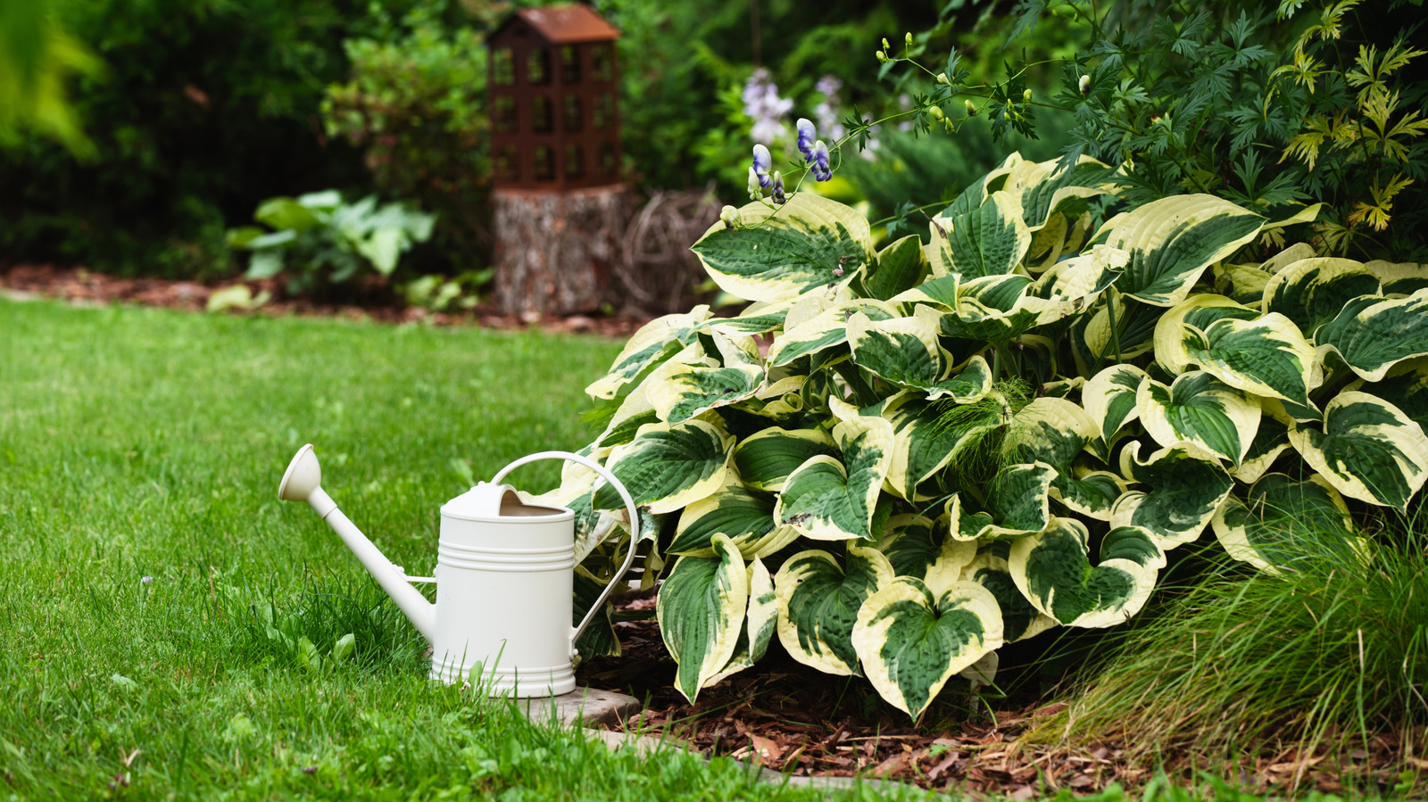The Ideal Watering Schedule for a Healthy, Thriving Hosta